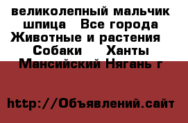 великолепный мальчик шпица - Все города Животные и растения » Собаки   . Ханты-Мансийский,Нягань г.